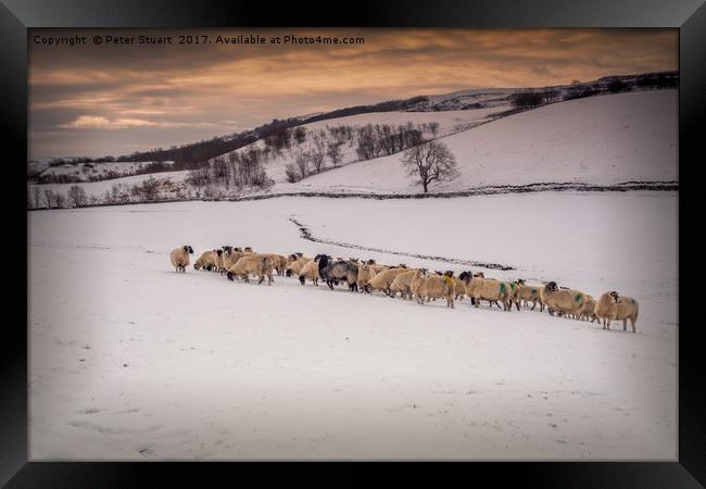 Snow Sheep Framed Print by Peter Stuart