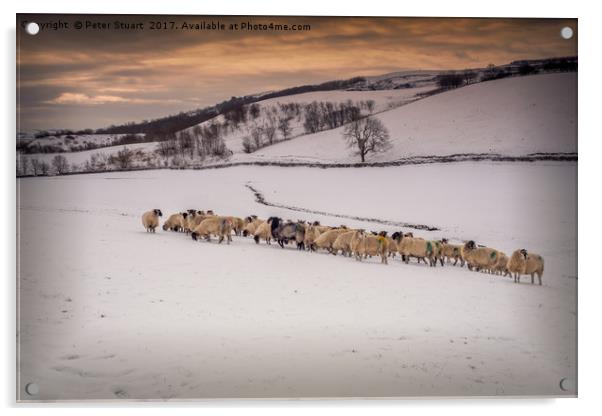 Snow Sheep Acrylic by Peter Stuart