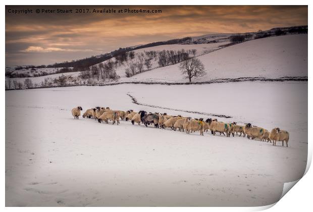 Snow Sheep Print by Peter Stuart