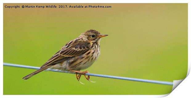 Meadow Pipit Print by Martin Kemp Wildlife