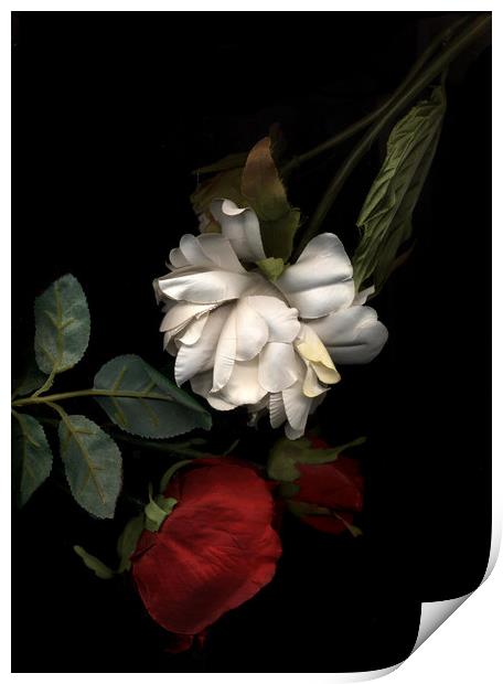 War of the Roses Print by Laura Benstead