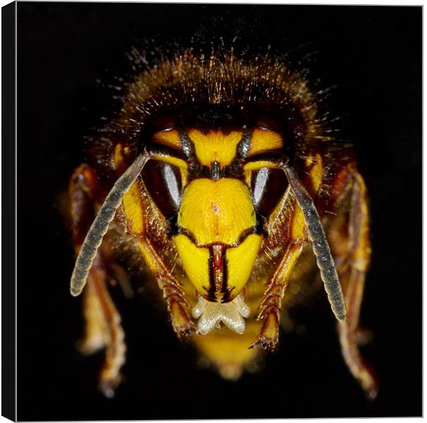 Wasp face Canvas Print by Clive Washington