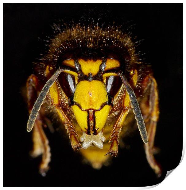 Wasp face Print by Clive Washington