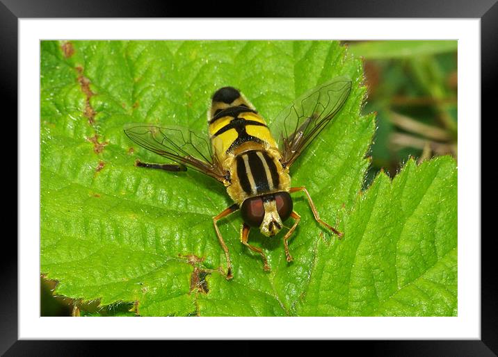 Hoverfly Framed Mounted Print by Clive Washington