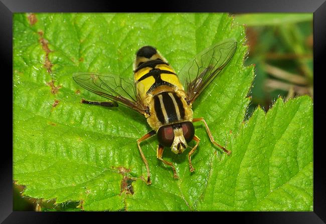 Hoverfly Framed Print by Clive Washington