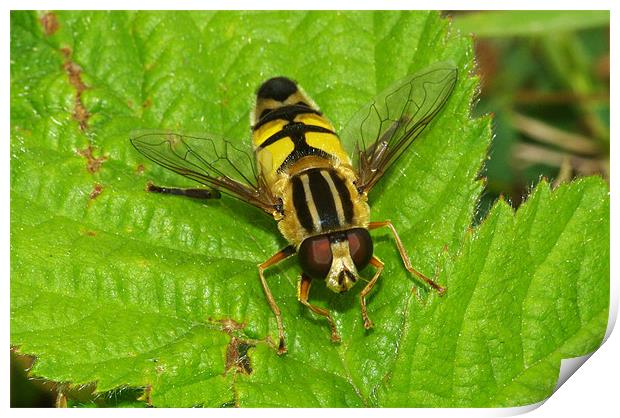 Hoverfly Print by Clive Washington