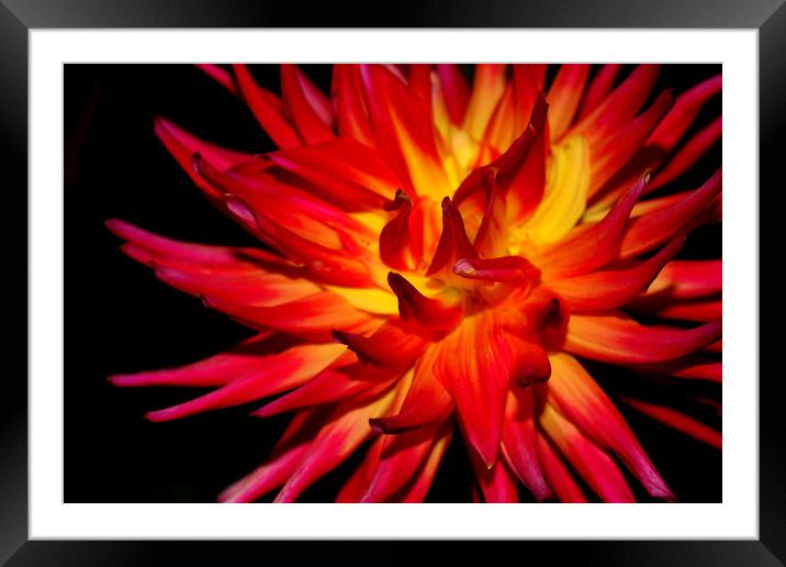 Fire Flower Framed Mounted Print by Laura Benstead