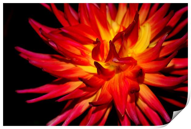 Fire Flower Print by Laura Benstead