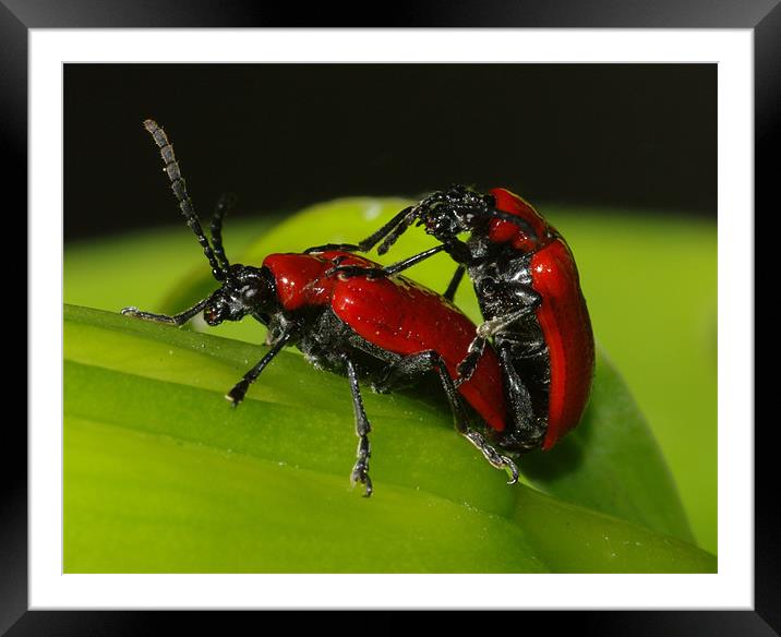 Bug Love Framed Mounted Print by Clive Washington