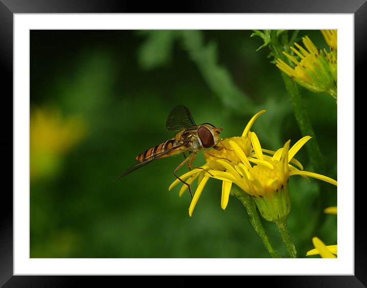 Hoverfly Framed Mounted Print by Clive Washington
