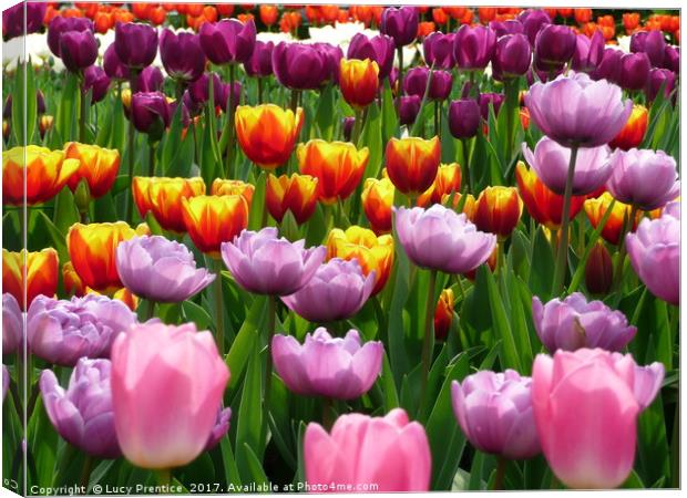 Tulips in Spring at the Eden project Canvas Print by Lucy Prentice