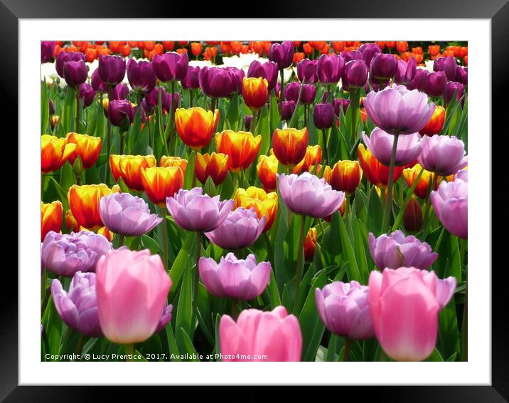 Tulips in Spring at the Eden project Framed Mounted Print by Lucy Prentice