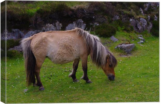 Pony on North Uist Canvas Print by Jacqi Elmslie