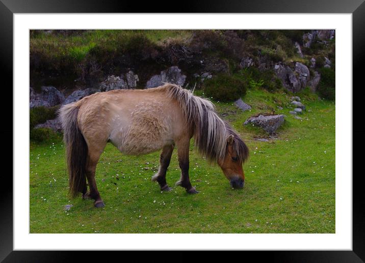 Pony on North Uist Framed Mounted Print by Jacqi Elmslie