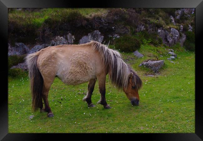 Pony on North Uist Framed Print by Jacqi Elmslie