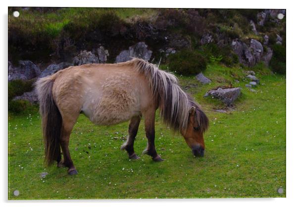 Pony on North Uist Acrylic by Jacqi Elmslie