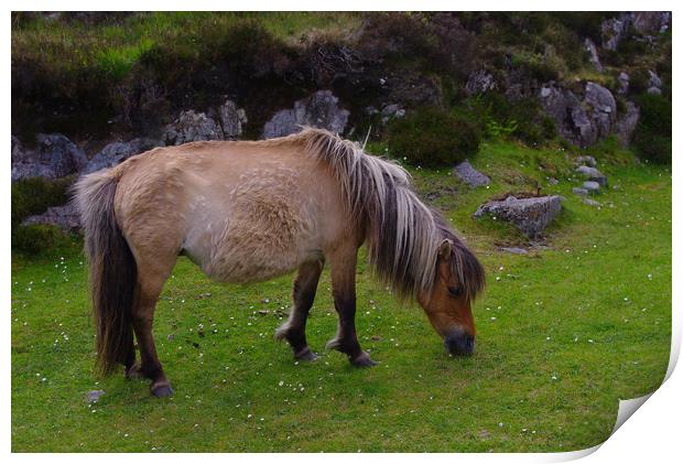 Pony on North Uist Print by Jacqi Elmslie