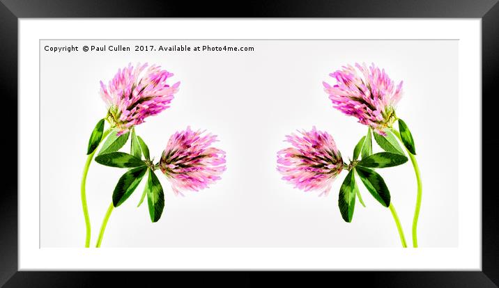 Panoramic Clover. Framed Mounted Print by Paul Cullen