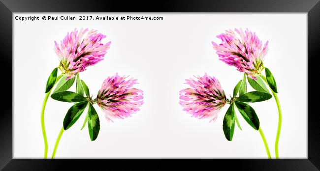Panoramic Clover. Framed Print by Paul Cullen