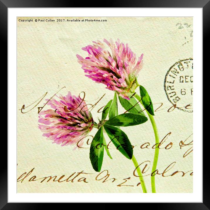 Two Clover Flowers with Postcard Overlay. Framed Mounted Print by Paul Cullen