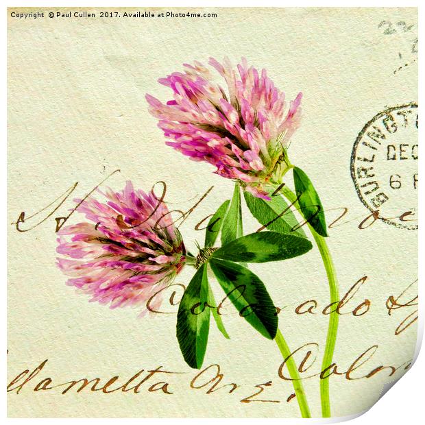 Two Clover Flowers with Postcard Overlay. Print by Paul Cullen