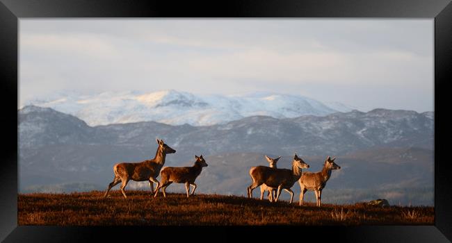 Red Deer in the Highlands Framed Print by Macrae Images