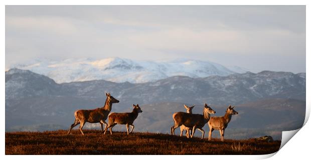 Red Deer in the Highlands Print by Macrae Images