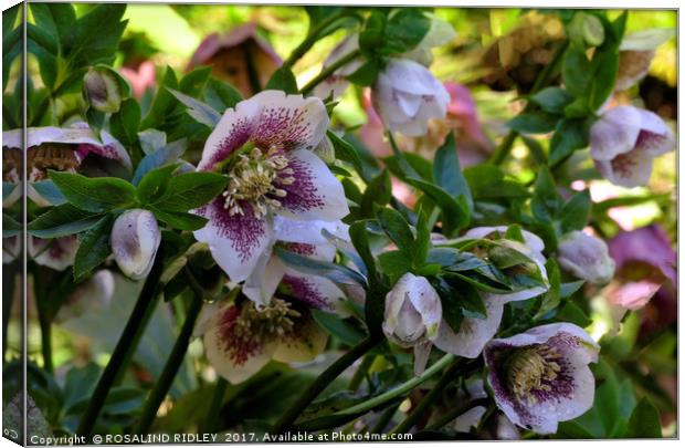 "Sunshine after the rain" Hellebores Canvas Print by ROS RIDLEY