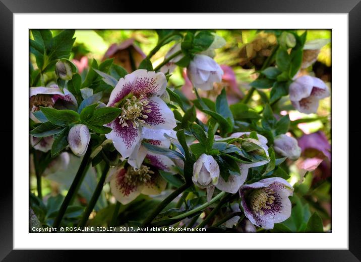 "Sunshine after the rain" Hellebores Framed Mounted Print by ROS RIDLEY