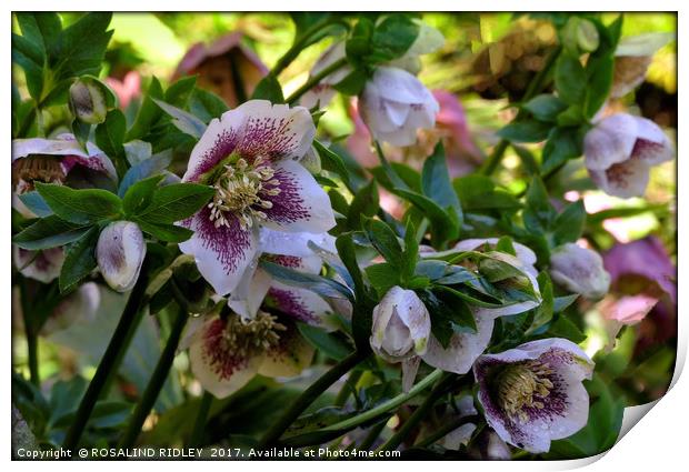 "Sunshine after the rain" Hellebores Print by ROS RIDLEY