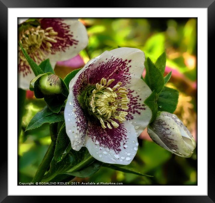 "Hellebore after the rain" Framed Mounted Print by ROS RIDLEY
