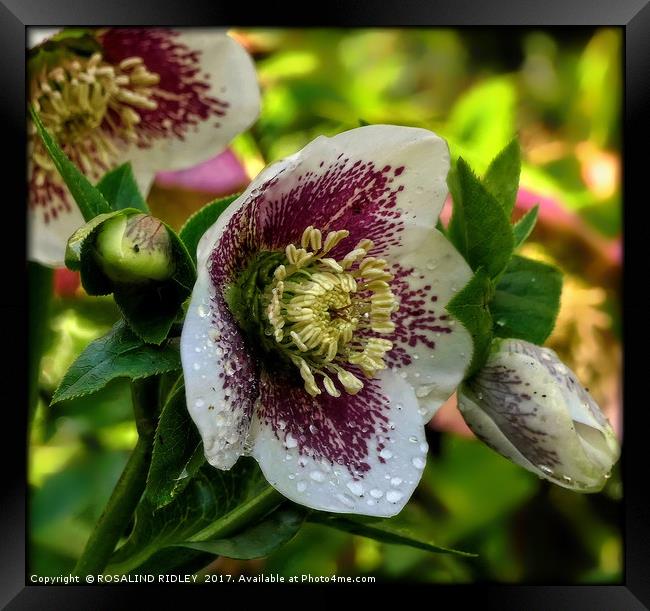 "Hellebore after the rain" Framed Print by ROS RIDLEY