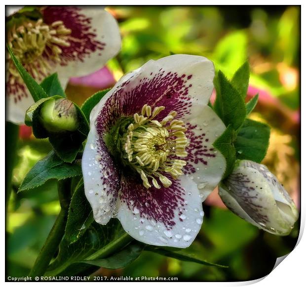 "Hellebore after the rain" Print by ROS RIDLEY