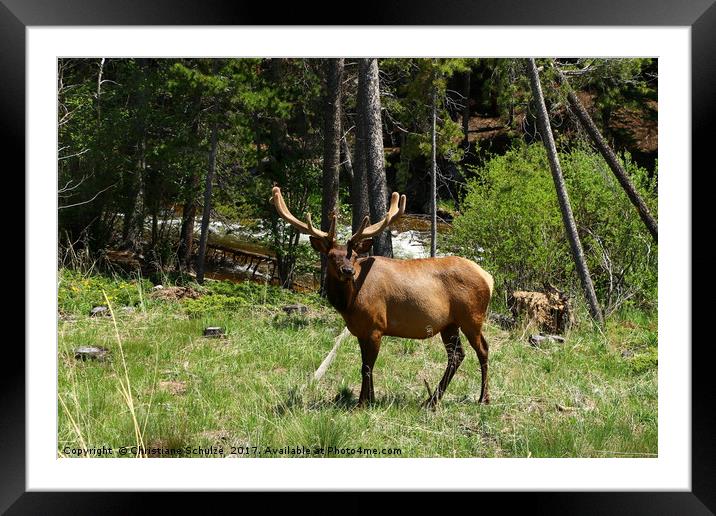 Wapaiti In The Rocky Mountains Framed Mounted Print by Christiane Schulze