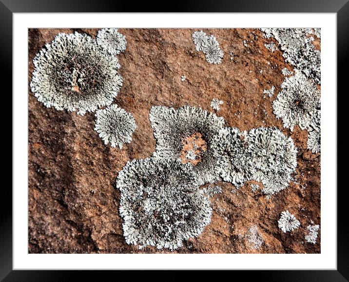 Kanyaka - Lichen Covered Rocks Framed Mounted Print by Carole-Anne Fooks