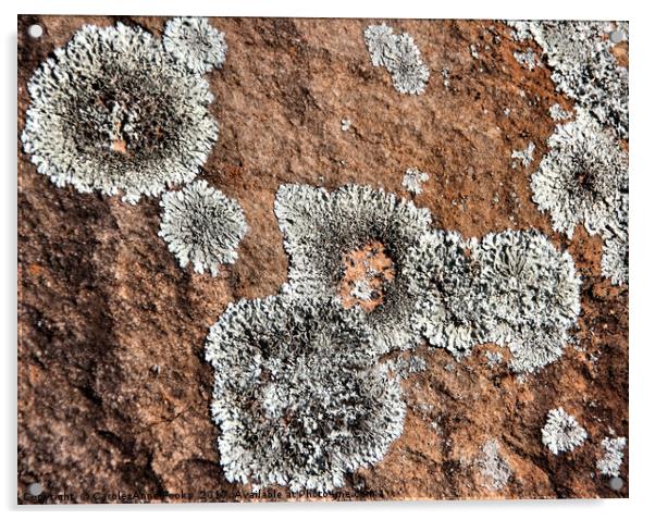 Kanyaka - Lichen Covered Rocks Acrylic by Carole-Anne Fooks