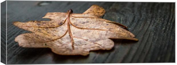 A Single Autumn Leaf That Had Fallen Onto a Wooden Canvas Print by Andrew George