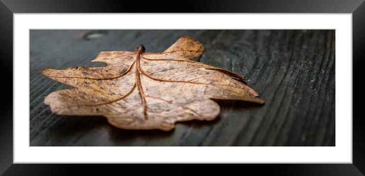 A Single Autumn Leaf That Had Fallen Onto a Wooden Framed Mounted Print by Andrew George