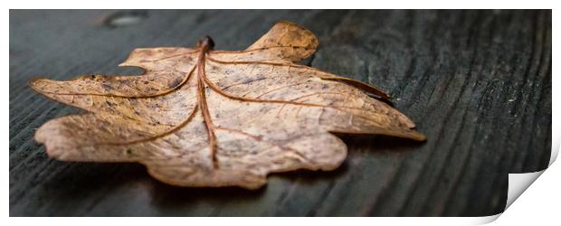 A Single Autumn Leaf That Had Fallen Onto a Wooden Print by Andrew George