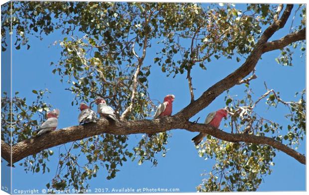 You're a Galah Canvas Print by Margaret Stanton