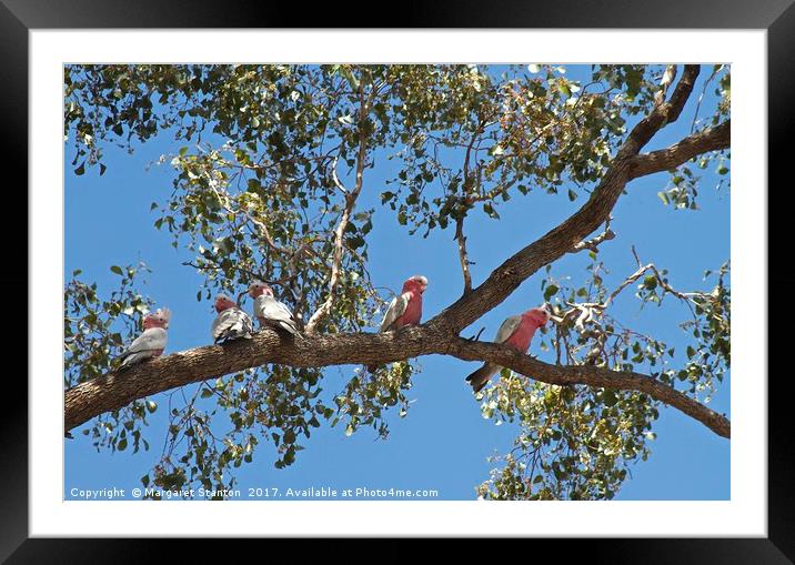 You're a Galah Framed Mounted Print by Margaret Stanton