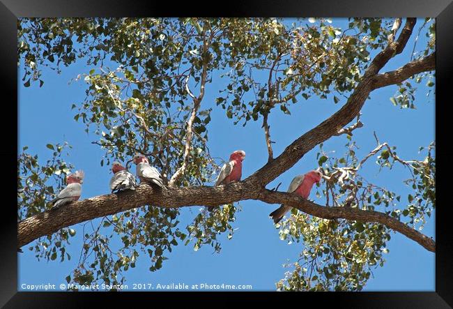 You're a Galah Framed Print by Margaret Stanton