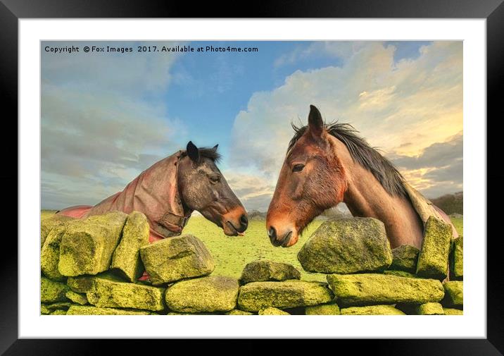 Horses on a sunny day Framed Mounted Print by Derrick Fox Lomax