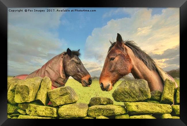 Horses on a sunny day Framed Print by Derrick Fox Lomax