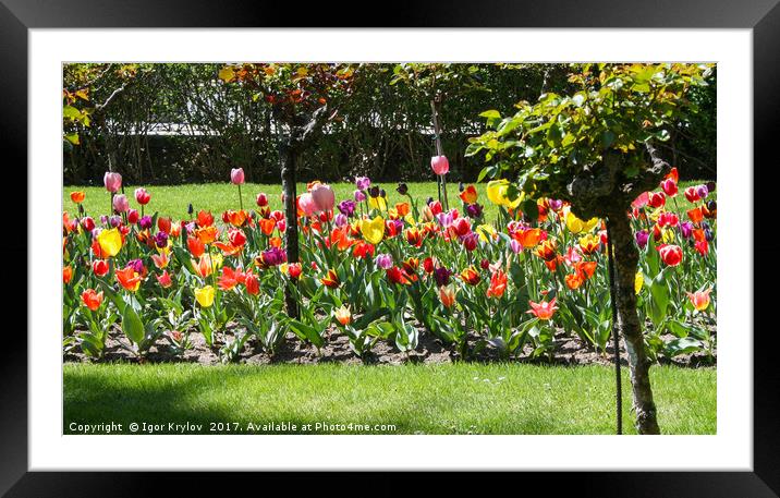 Tulips in the stret Framed Mounted Print by Igor Krylov