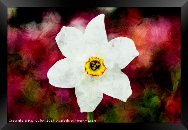 Textured Daffodil. Framed Print by Paul Cullen