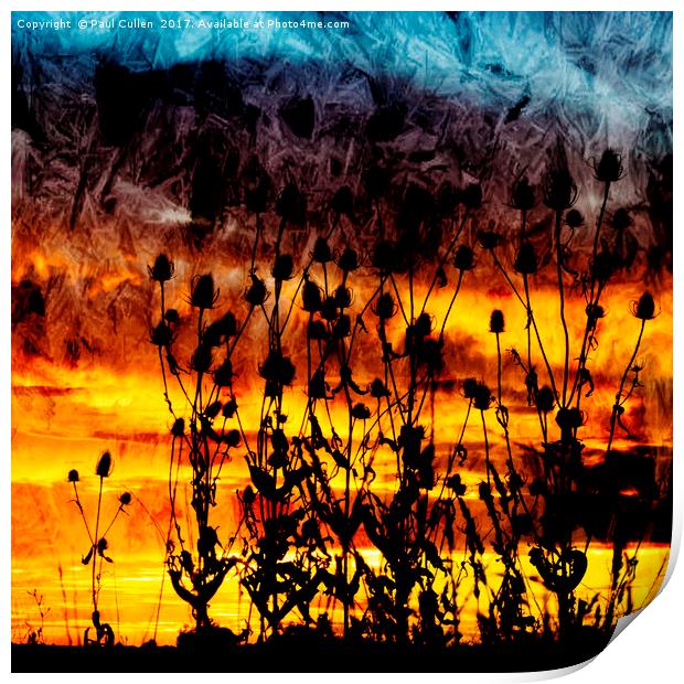 Teasel Silhouette at Sunset. Print by Paul Cullen