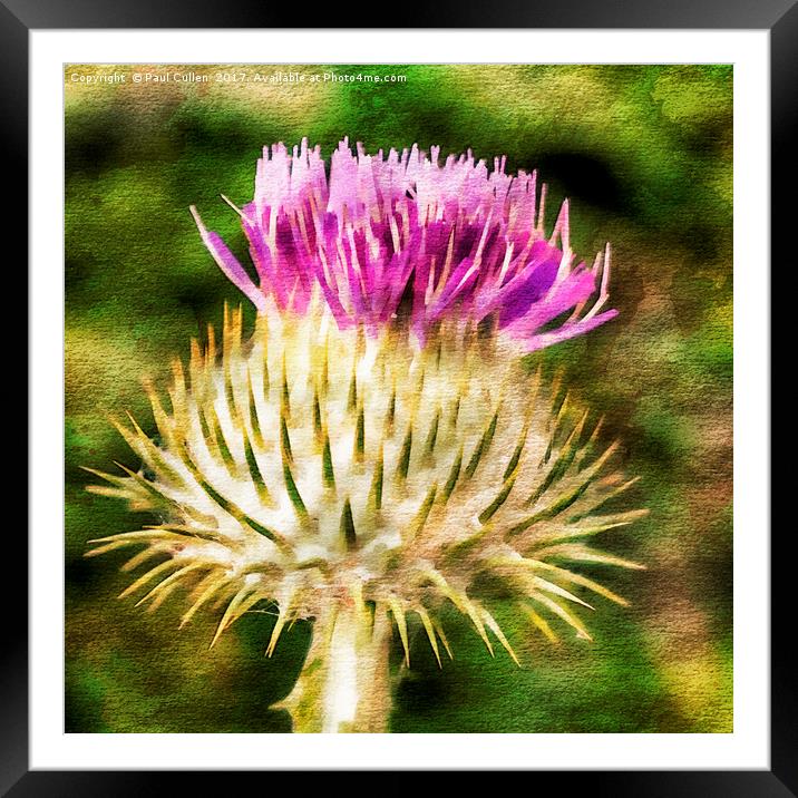 Thistle - The flower of Scotland watercolour effec Framed Mounted Print by Paul Cullen