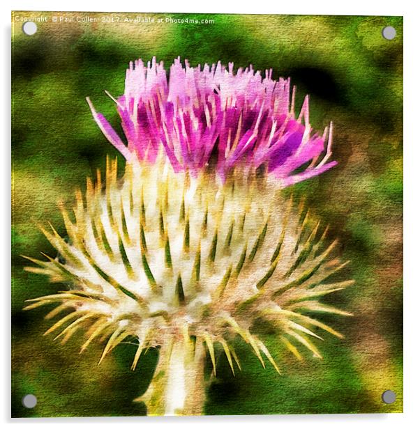 Thistle - The flower of Scotland watercolour effec Acrylic by Paul Cullen