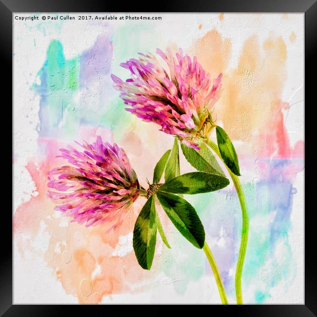 Two Clover Flowers with Pastel Shades. Framed Print by Paul Cullen